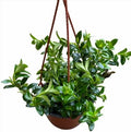 Goldfish Plant 6" Hanging Pot -Profuse Bloomer Plant by Unknown
