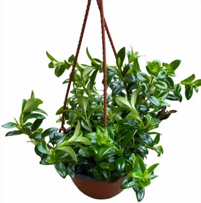 Goldfish Plant 6" Hanging Pot -Profuse Bloomer Plant by Unknown