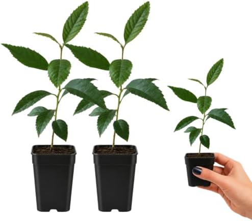Bronze Loquat Tree Live, Eriobotrya Deflexa, 2-Inch Pot - Image 3