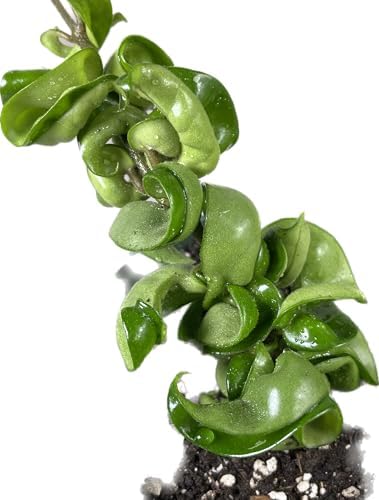 Hoya Compacta aka Hoya Hindu Rope Available in 4 inch Pot with One Plant - Air Purifying Plant - Hoya Plants Live Houseplants - Very Short Right Now - Image 3