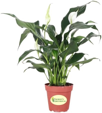 Live Peace Lily Plant, Spathiphyllum, Low Light, Easy to Grow, 4" Pot by ThorsensGreenhouse