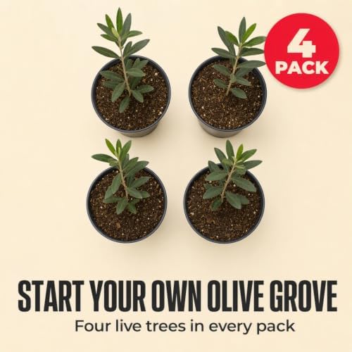 ragnaroc Arbequina Olive Tree Live Plant, 2-Inch Plug, 10+ Inches Tall, 4ct - Image 7