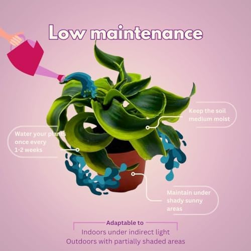 BubbleBlooms Dracaena Tornado 4 inch, Twisted Fragrans Rare Indoor Plant - Image 5