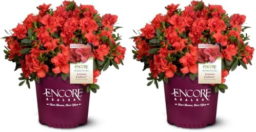 Encore Azalea 1 Gal. Autumn Embers Azalea Shrub (Pack of 2) by EncoreAzalea