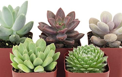Shop Succulents Rosette Succulent Plant Pack Collection - Live Mini Succulent Plants, Low Maintenance, Floral Shaped Mix of Colors & Textures - Wedding and Party Favors, Gift & Garden, Pack of 5 - Image 2