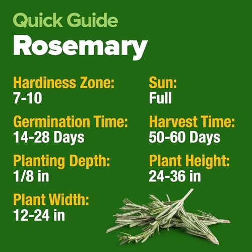 HOME GROWN Rosemary Seeds, 300 Seeds, Salvia rosmarinus - Image 4