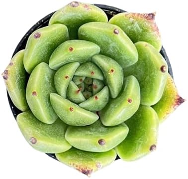 Sprout N Green Echeveria Agavoides Halloween, Live Succulent Plant by SproutNGreen