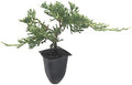 Blue Rug Juniper Wiltonii - 30 Live Plants - Drought Tolerant Cold Hardy Evergreen Ground Cover by FloridaFoliage