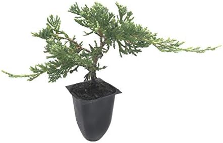 Blue Rug Juniper Wiltonii - 30 Live Plants - Drought Tolerant Cold Hardy Evergreen Ground Cover by FloridaFoliage