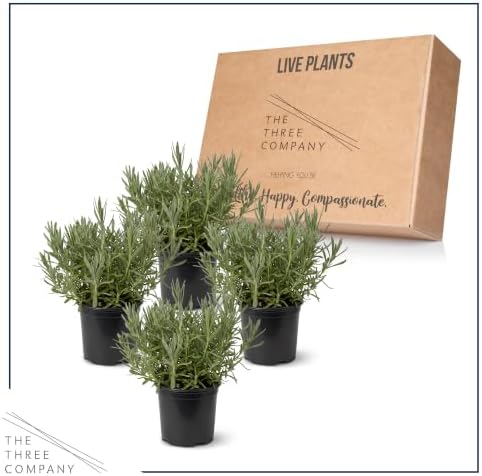 Herb - Lavender (4 Pack), Live Fragrant Herb, Aromatherapy, Wellness - Image 5