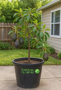 HASS Avocado Tree - Live Big Fruit Tree 12"-24" Tropical Plantae by Unknown