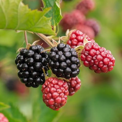 Chester BlackBerry Live Plant (5-9" Tall) – Thornless Sweet Berry Bush – Cold Hardy Zones 5-8 – Late Season Rubus Starter for Patio Containers or Outdoor Gardens – High Yield & Disease Resistant - Image 4
