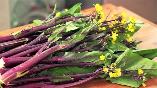 Hon Tsai Tai Purple Yu Choy Sum Seeds - 500+ Count & 5000+ Green Yu Choy Sum 70D - for 2026 Planting Hong Caitai Red Chinese Flowering Cabbage Moss Bok Choi Asian Vegetable - Image 6