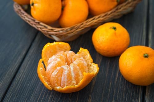 Clementine Mandarin Tree - 2-5 Inch Tall Live Plant - Potted Orange Fruit Seedling - Citrus x Clementina - Image 3