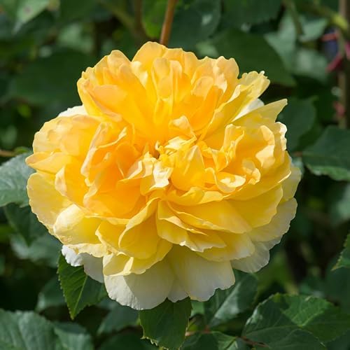 295+ Rose Tree Seeds, Perennial Flower Bush for Outdoor Home Garden Yard Landscape Decoration, Hardy Ornamental Flowering Shrub Gardening Gift - Image 3
