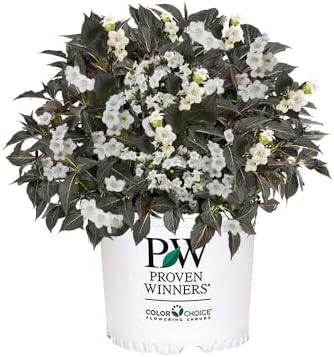 2 Gallon Proven Winners Wine & Spirits Weigela Shrub by ProvenWinners