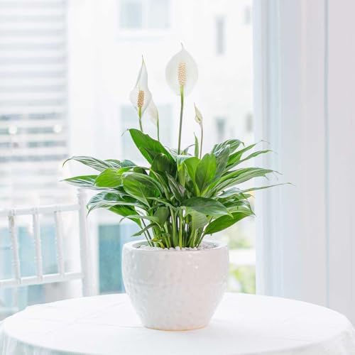 American Plant Exchange Peace Lily, Live Spathiphyllum Plants, Indoor Flowering Houseplants, 4-Inch Pots, 2 Pack, Pot Covers, Easy Care, Low Light, Perfect for Housewarming, Sympathy, or Party Gifts - Image 6