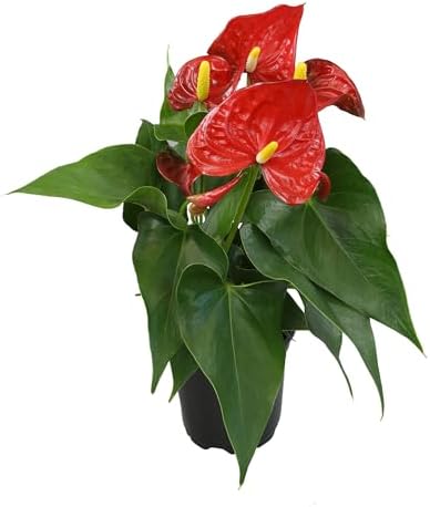4" Red Anthurium Live Plant Decor, Live House Plants, Anthuriums Live Plants Indoor Plants Live Houseplants, Real Plants Indoor Live Plants, Easy Plant Lover Gifts for Plant Lovers by Plants for Pets by PlantsforPets