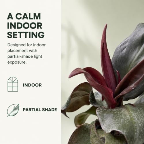 Philodendron Red Heart Live Plant - Fully Rooted Rare Indoor Houseplant - Image 4