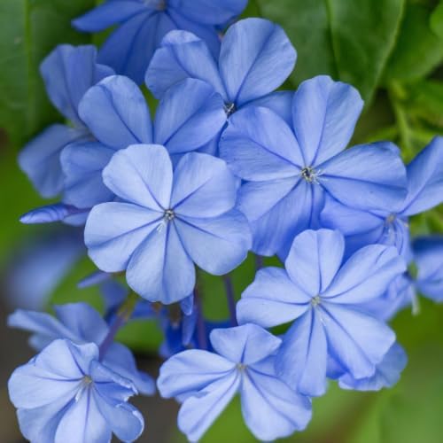 Blue Plumbago Live Plant in 4" Pot - 4-6 Inch Tall, 2 Plants Per Pot - Image 6