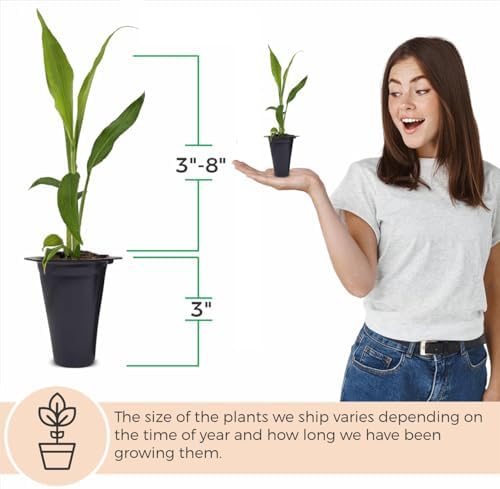 Ginger Root Plant (4 Pack) | Live Edible Plant for Planting | Grow Your Own Fresh Ginger at Home | Spicy & Aromatic Rhizome for Cooking & Tea | Easy to Grow Perennial for Organic Gardens - Image 5