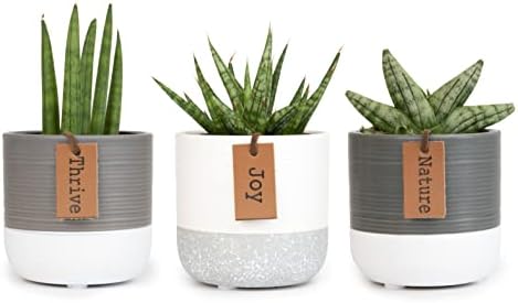 Snake Plant Live House Plants Indoors Live (3 Pack), Succulent Plants Live Houseplants, Gardening Gifts for Plant Lovers, Potting Soil Planters for Indoor Plants, Plant Lover Gifts by Plants for Pets - Image 7
