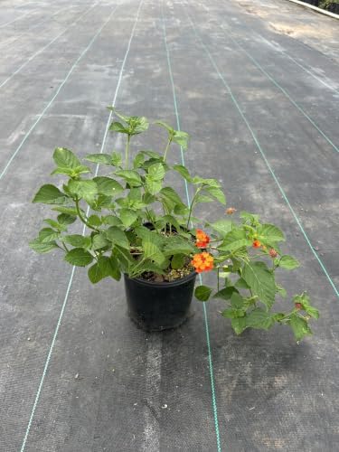 Red Lantana Live Plant, 1 Gallon, Flowering Perennial Ground Cover - Image 4