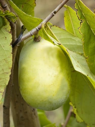 Paw Paw Tree Seedlings, Fruit Bearing, Shade Tolerant, Tropical Look, Flowering 5 gal, Nursery Pot (Due to Agricultural Laws, we Cannot Ship to CA, AZ, AK, or HI) - Image 5