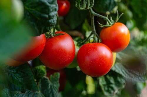 Homestead Garden Starter Kit – Complementary Non-GMO, Heirloom Vegetable Seeds for a Tasty, Sustainable Garden - Includes 20 Coco Coir Starter Pucks - Image 4