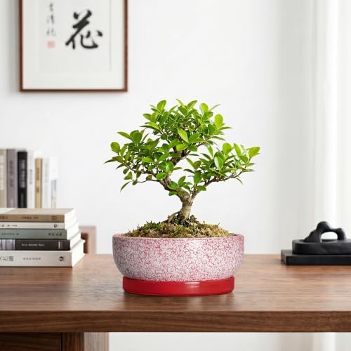 Ceramic Succulent Planter, 8 Inch Bonsai Pots with Tray, Texture Red - Image 7
