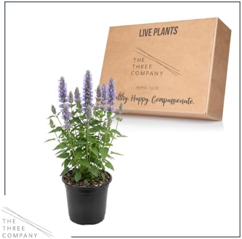 Hummingbird Mint (Agastache) - Blue Blooms (Blue Fortune), Live Pollinator-Friendly Flowering Perennial, 12" Tall by 5" Wide in 2 Qt Pot - Image 5