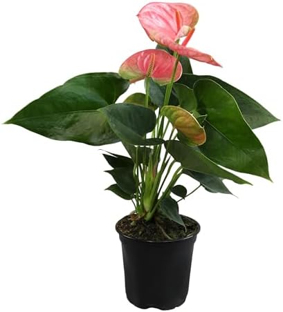 Pink Anthurium Live Plant (Approx. 13-16" Tall), Real Flowers/Unique House Plants in 4" Nursery Pot, Floral Office Plants, Air Purifying Plants & Cool Gifts for Plant Lovers by Plants for Pets - Image 6