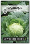 Sow Right Seeds - Brunswick Cabbage Seed for Planting Outdoors Vegetable by SowRightSeeds