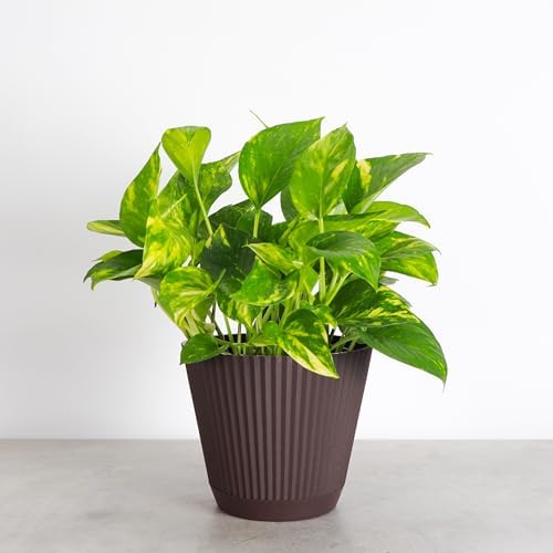 Live Golden Pothos, Indoor Vining Plant, Easy to Grow, 6" Pot - Image 4