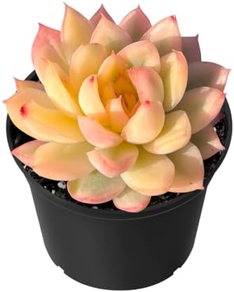 Sprout N Green Echeveria Mebina Variegata Live Succulent Plant by SproutNGreen