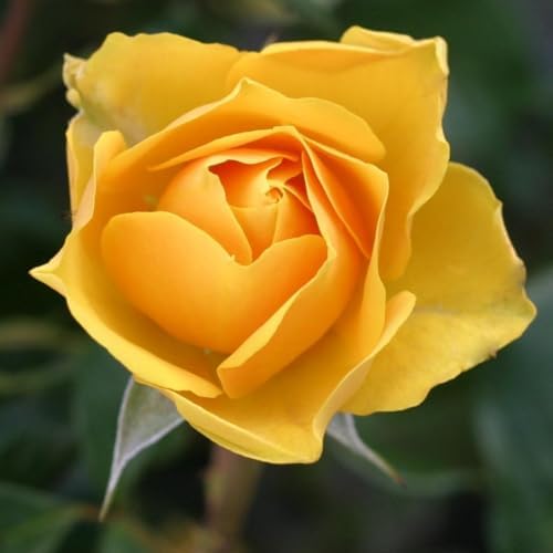 Climbing Rose Bush Live Plant, Ornamental Rose Plant, 5-10 Inch Tall - Image 5