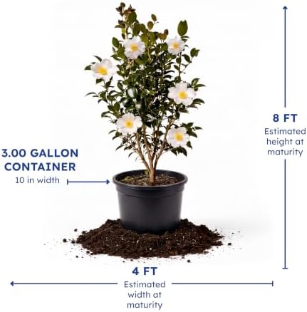 Setsugekka Camellia, Live Evergreen Flowering Shrub, 3 Gallon - Image 4