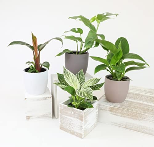Philodendron Plant Live Houseplant 4PK, Air Purifying Plants, 4 in. Pots - Image 2