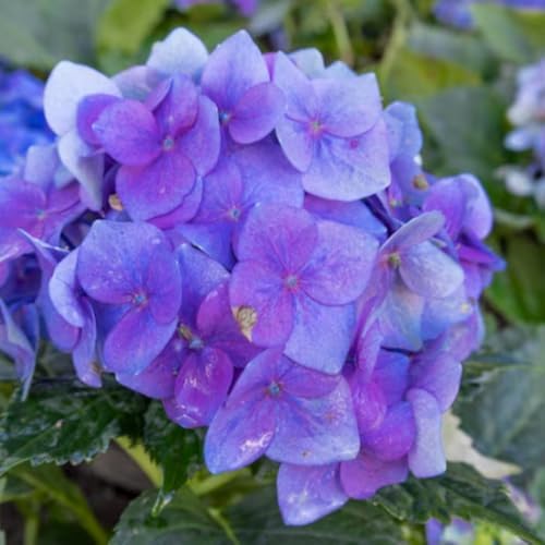 Rebloomer Pink Purple Hydrangea Bush Live Plant, Shrub Plant, 2.5 Inch Pot - Image 4