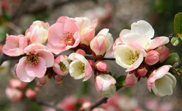TriStar Plants - Toyo Noshiki Flowering Quince, 1 Gallon Pot - Established Roots - Quince Bush - Chaenomeles, Live Plant, Bonsai, Indoor Plant, Fruit - Image 2