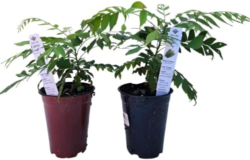 Daisy Ship Curry Leaf Fast-Growing - 2 x 4 inch Cups by DaisyShip