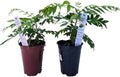 Daisy Ship Curry Leaf Fast-Growing - 2 x 4 inch Cups by DaisyShip