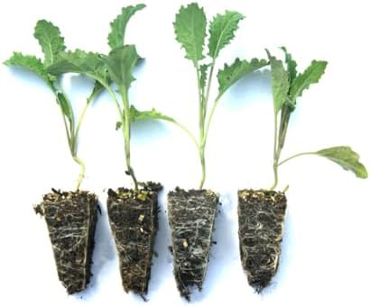 Mixed Kale Plants, Set of 4 Live Rooted Plants, 3-Inch Pots, Hardy Vegetables for Garden, Pot NOT Included - Image 5