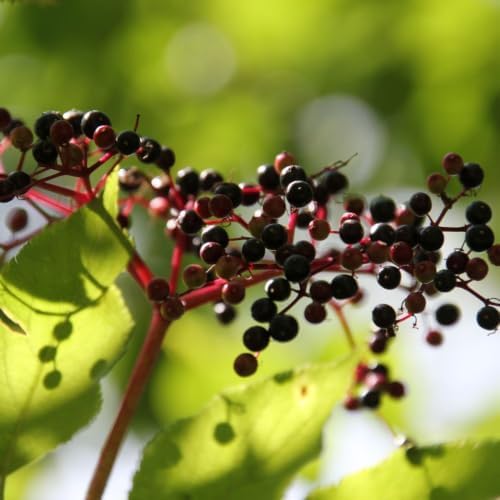 Live Elderberry Plant 1.5-2.5 Feet Tall - Image 3