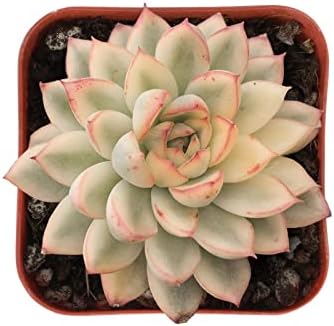 Sprout N Green Echeveria Mebina Variegata Live Succulent Plant - Image 2