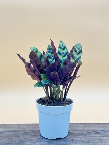 Rattlesnake Calathea Live Plant - Air Purifier, Colorful House Plant, Ideal for Home Decor and Room Decor - Rattlesnake for Indoor Plants, Calathea Lancifolia Prayer Plant - Image 2