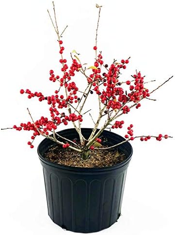 Ilex verticillata 'Red Sprite' (Winterberry) Shrub, XL red fruit, 3 - Size Container - Image 5