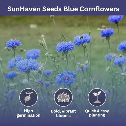 Bachelor Button Seeds – Blue Cornflower – 5,500+ Seeds – 1 oz Bulk Extra Large Resealable Packet – Open-Pollinated Centaurea cyanus Wildflower Seeds - Image 3