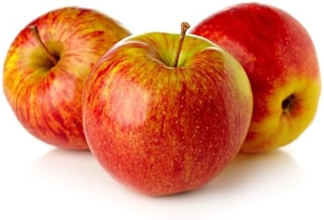 American Plant Exchange Anna Apple Tree, 1 Gallon Pot, 1-2 ft Tall, Live Outdoor Fruiting Plant, Honey Tart Fruit - Image 3