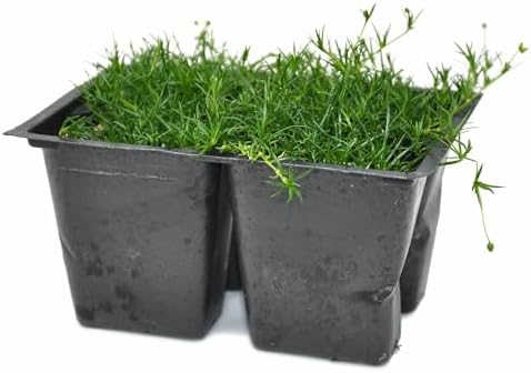 Sagina subulata, Irish Moss, Pearlwort, ground cover, Cnt Sz: 4pk - Image 2